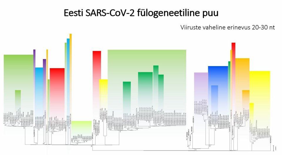 Fülogeneetiline puu 2020